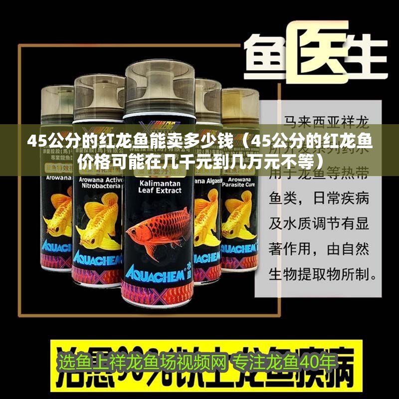 45公分的紅龍魚能賣多少錢（45公分的紅龍魚價(jià)格可能在幾千元到幾萬(wàn)元不等） 45公分的紅龍魚能賣多少錢（45公分的紅龍魚價(jià)格可能在幾千元到幾萬(wàn)元不等） 龍魚百科
