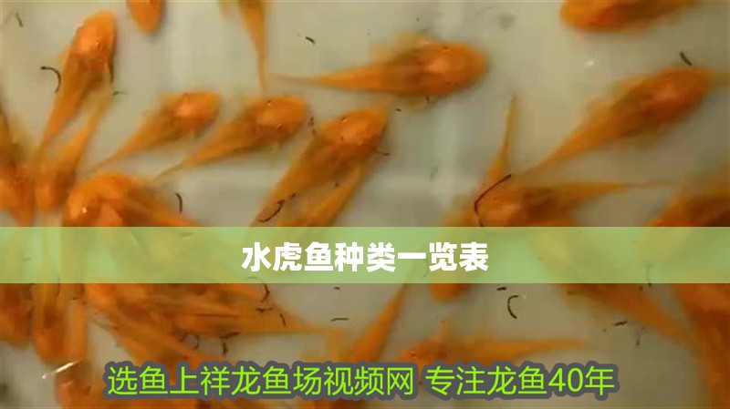 水虎魚種類一覽表 水虎魚種類一覽表 龍魚論壇