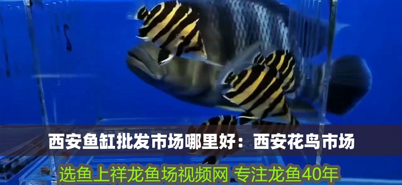 西安魚缸批發市場哪里好：西安花鳥市場