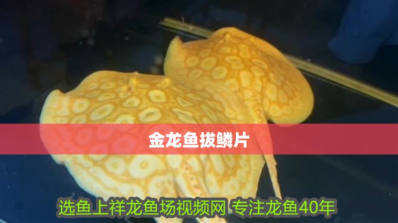 金龍魚拔鱗片