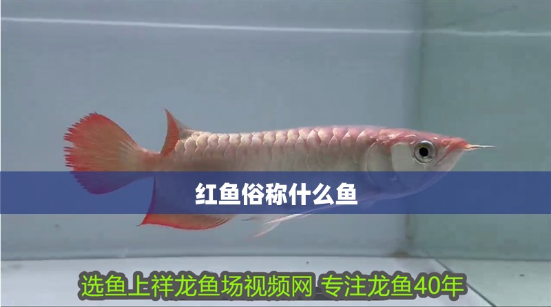 我的虎魚真菌感染了要怎么處理 紅魚俗稱什么魚 龍魚論壇 紅魚俗稱什么魚 紅魚俗稱什么魚 龍魚論壇