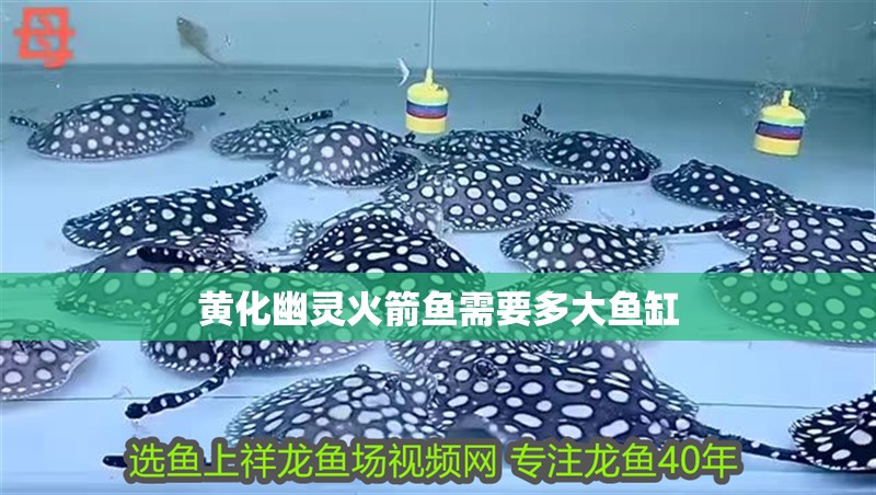 黃化幽靈火箭魚需要多大魚缸