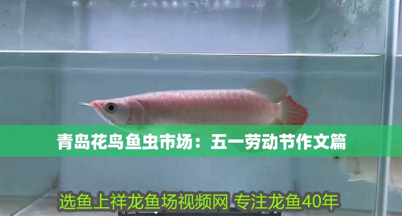 青島花鳥魚蟲市場：五一勞動節作文篇