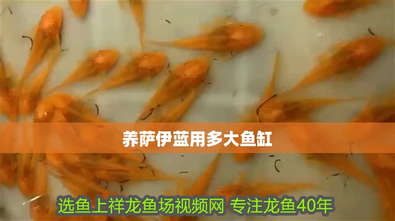 養(yǎng)薩伊藍(lán)用多大魚(yú)缸