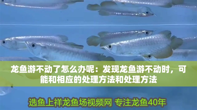 龍魚游不動了怎么辦呢：發(fā)現(xiàn)龍魚游不動時，可能和相應(yīng)的處理方法和處理方法