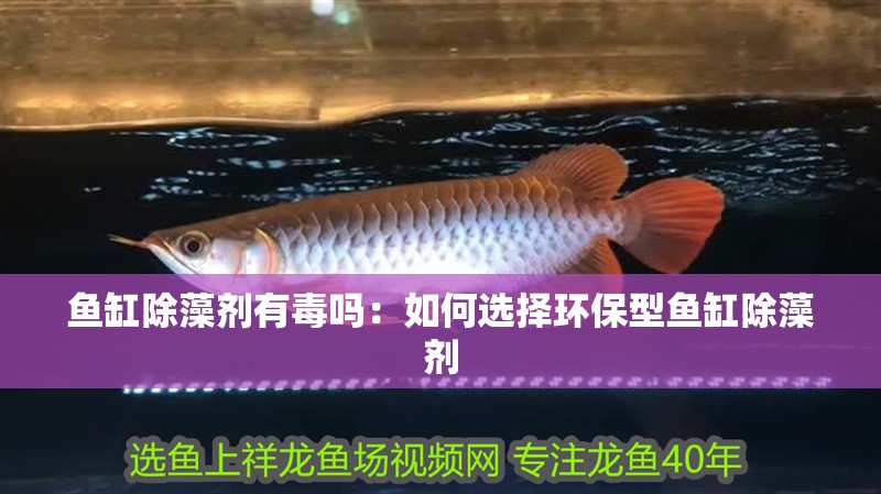 魚缸除藻劑有毒嗎：如何選擇環(huán)保型魚缸除藻劑
