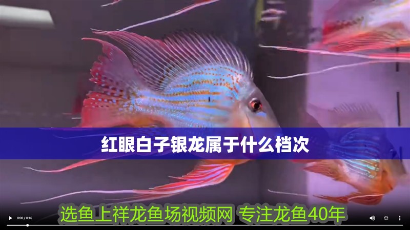 紅眼白子銀龍屬于什么檔次
