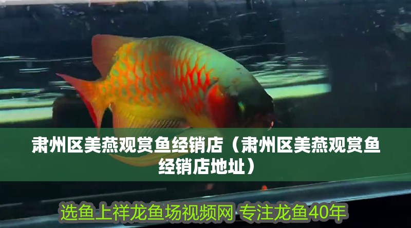肅州區(qū)美燕觀賞魚(yú)經(jīng)銷店（肅州區(qū)美燕觀賞魚(yú)經(jīng)銷店地址）
