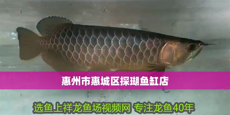 惠州市惠城區(qū)探瑚魚缸店
