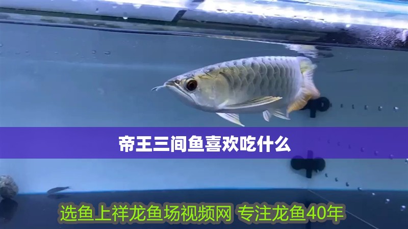 魚缸用增氧泵價格是多少:魚缸增氧機-xtrac增氧機-xtrac增氧機 帝王三間魚喜歡吃什么 龍魚論壇 帝王三間魚喜歡吃什么 帝王三間魚喜歡吃什么 龍魚論壇