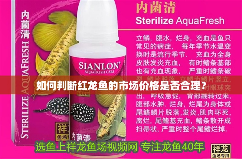 如何判斷紅龍魚的市場價格是否合理？
