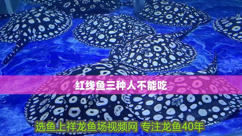 紅線魚三種人不能吃