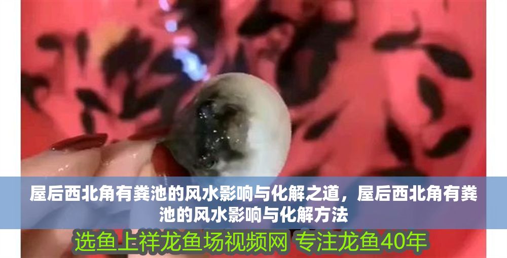 屋后西北角有糞池的風(fēng)水影響與化解之道，屋后西北角有糞池的風(fēng)水影響與化解方法