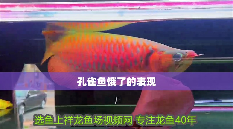 孔雀魚餓了的表現