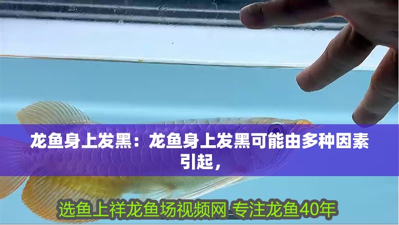 龍魚身上發黑：龍魚身上發黑可能由多種因素引起，