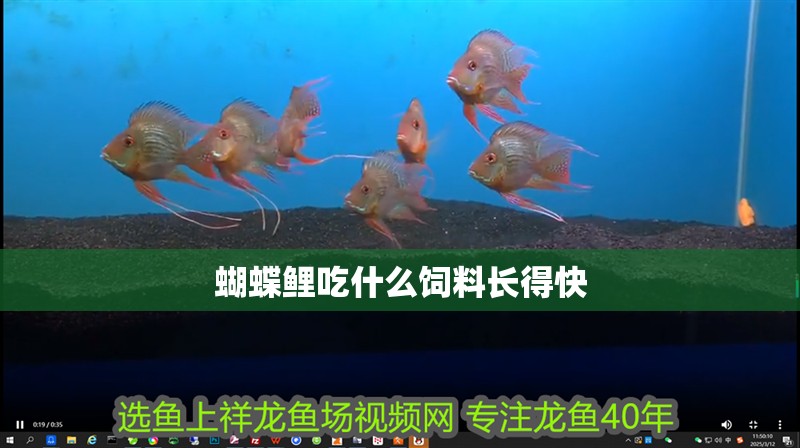 蝴蝶鯉吃什么飼料長得快