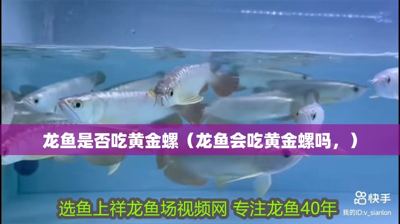 龍魚是否吃黃金螺（龍魚會(huì)吃黃金螺嗎，）