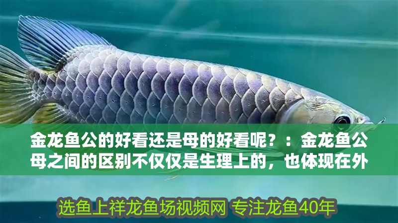 金龍魚公的好看還是母的好看呢？：金龍魚公母之間的區別不僅僅是生理上的，也體現在外觀形態和觀賞價值上