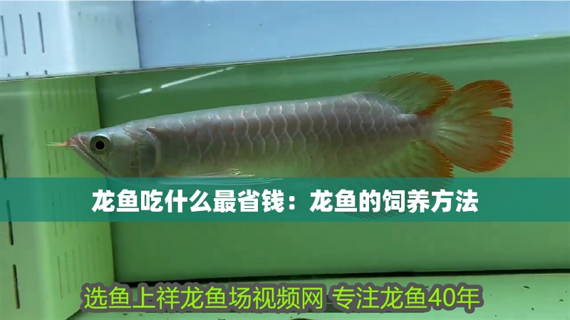 龍魚吃什么最省錢：龍魚的飼養(yǎng)方法