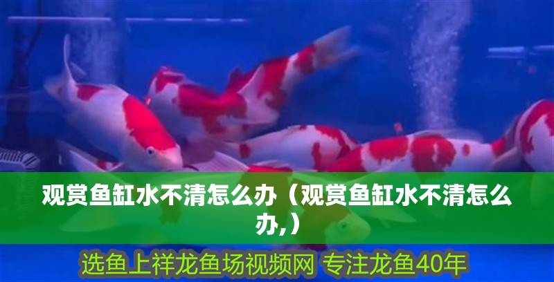 觀賞魚缸水不清怎么辦（觀賞魚缸水不清怎么辦,）