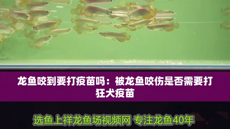龍魚咬到要打疫苗嗎：被龍魚咬傷是否需要打狂犬疫苗