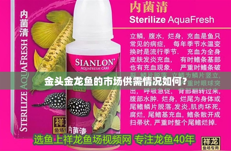 金頭金龍魚的市場供需情況如何？