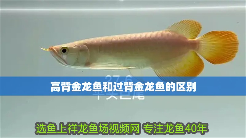 高背金龍魚和過背金龍魚的區(qū)別