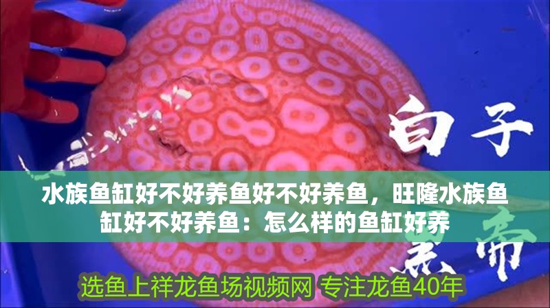 水族魚缸好不好養魚好不好養魚，旺隆水族魚缸好不好養魚：怎么樣的魚缸好養