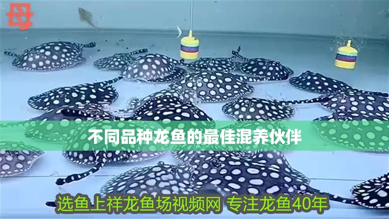 魚缸過濾器選購指南:自制魚缸過濾器魚缸上置過濾器對于養魚愛好者的必備知識 不同品種龍魚的最佳混養伙伴 龍魚百科 不同品種龍魚的最佳混養伙伴 不同品種龍魚的最佳混養伙伴 龍魚百科