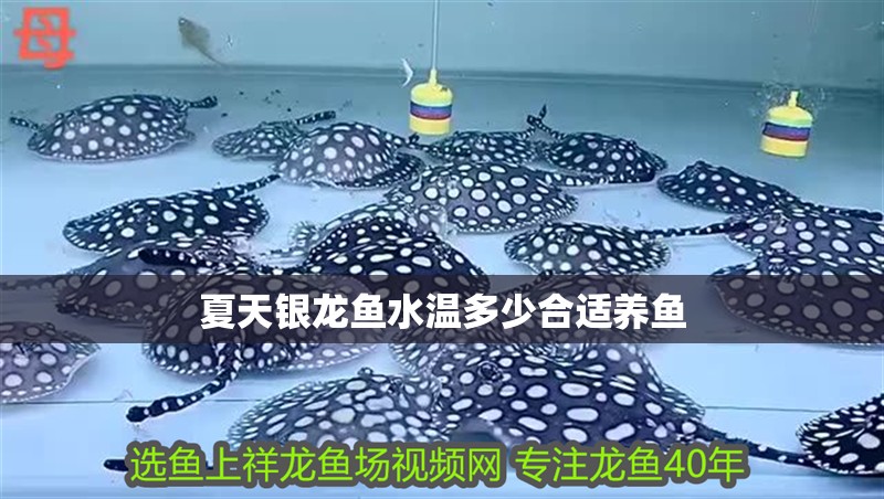 夏天銀龍魚水溫多少合適養魚