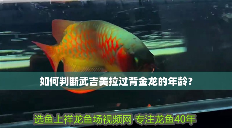 如何判斷武吉美拉過背金龍的年齡？