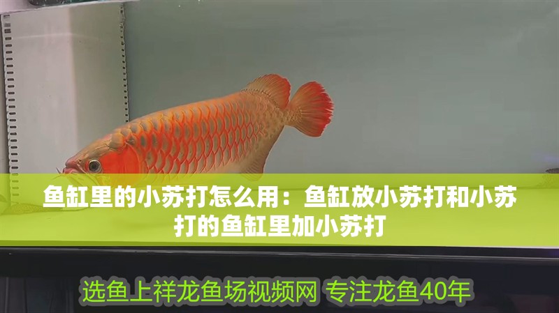 魚缸里的小蘇打怎么用：魚缸放小蘇打和小蘇打的魚缸里加小蘇打 魚缸里的小蘇打怎么用：魚缸放小蘇打和小蘇打的魚缸里加小蘇打 魚缸百科