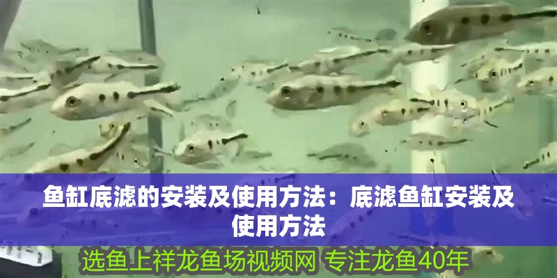 魚缸過濾器選購指南:自制魚缸過濾器魚缸上置過濾器對于養魚愛好者的必備知識 魚缸底濾的安裝及使用方法:底濾魚缸安裝及使用方法 魚缸百科 魚缸底濾的安裝及使用方法:底濾魚缸安裝及使用方法 魚缸底濾的安裝及使用方法:底濾魚缸安裝及使用方法 魚缸百科