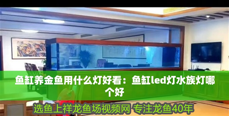 魚缸養(yǎng)金魚用什么燈好看：魚缸led燈水族燈哪個(gè)好
