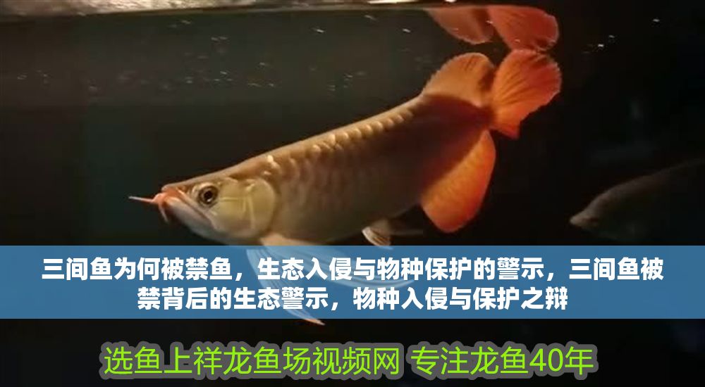 三間魚(yú)為何被禁魚(yú)，生態(tài)入侵與物種保護(hù)的警示，三間魚(yú)被禁背后的生態(tài)警示，物種入侵與保護(hù)之辯