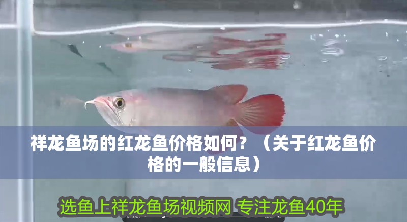 祥龍魚場的紅龍魚價格如何？（關(guān)于紅龍魚價格的一般信息）