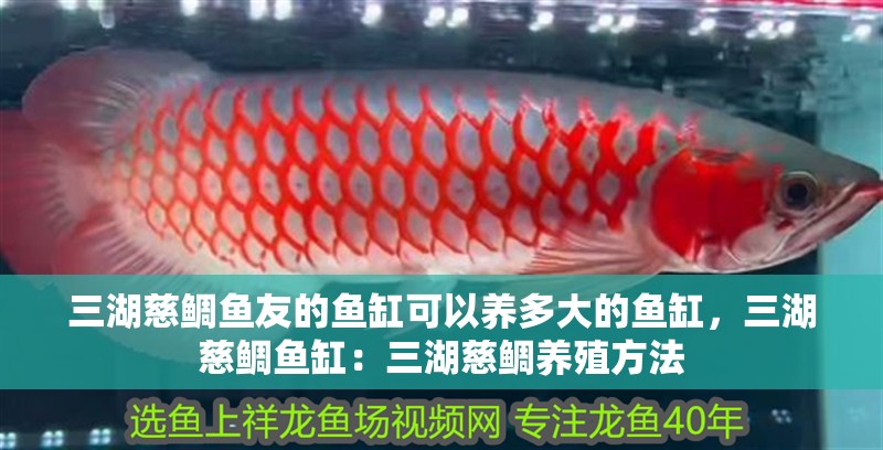 三湖慈鯛魚友的魚缸可以養多大的魚缸，三湖慈鯛魚缸：三湖慈鯛養殖方法