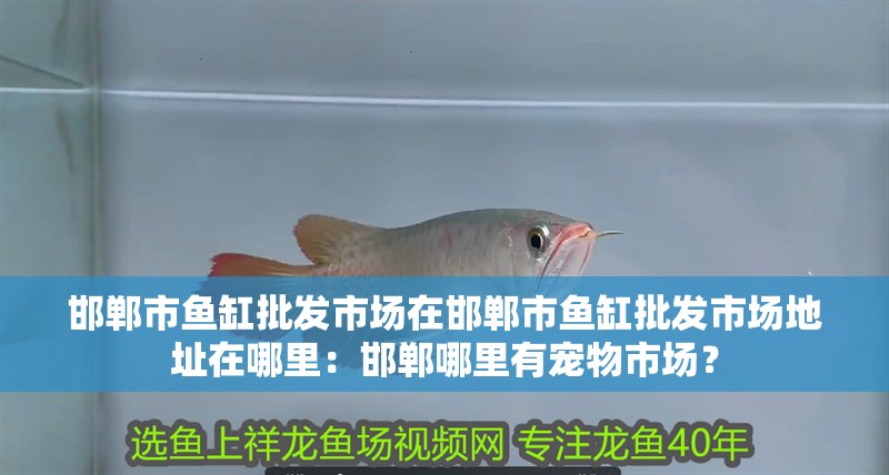 邯鄲市魚缸批發(fā)市場在邯鄲市魚缸批發(fā)市場地址在哪里：邯鄲哪里有寵物市場？