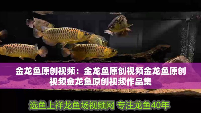 金龍魚原創視頻：金龍魚原創視頻金龍魚原創視頻金龍魚原創視頻作品集 金龍魚原創視頻：金龍魚原創視頻金龍魚原創視頻金龍魚原創視頻作品集 龍魚百科