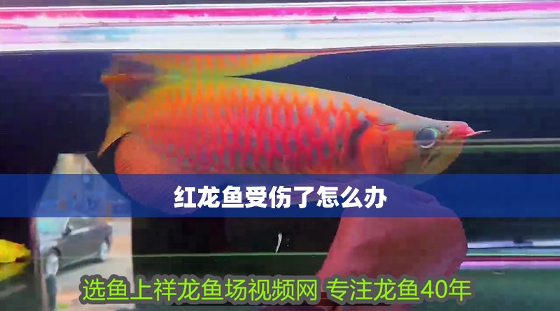 紅龍魚(yú)受傷了怎么辦
