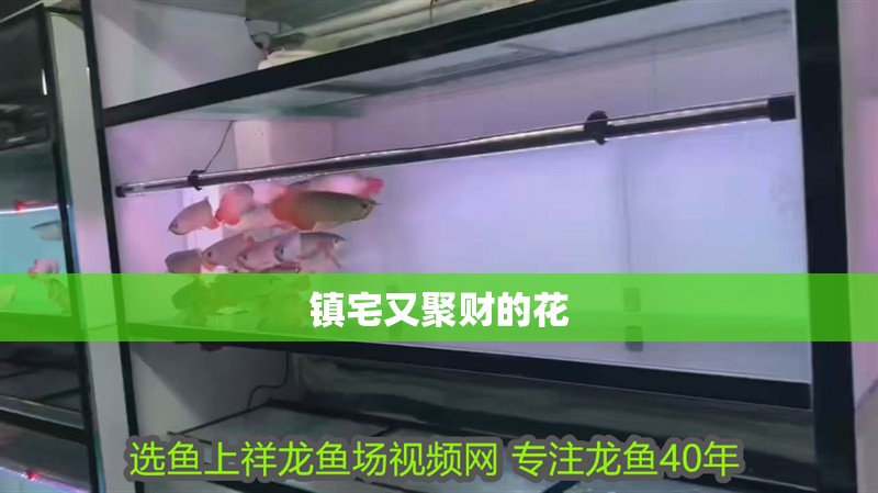鎮宅又聚財的花