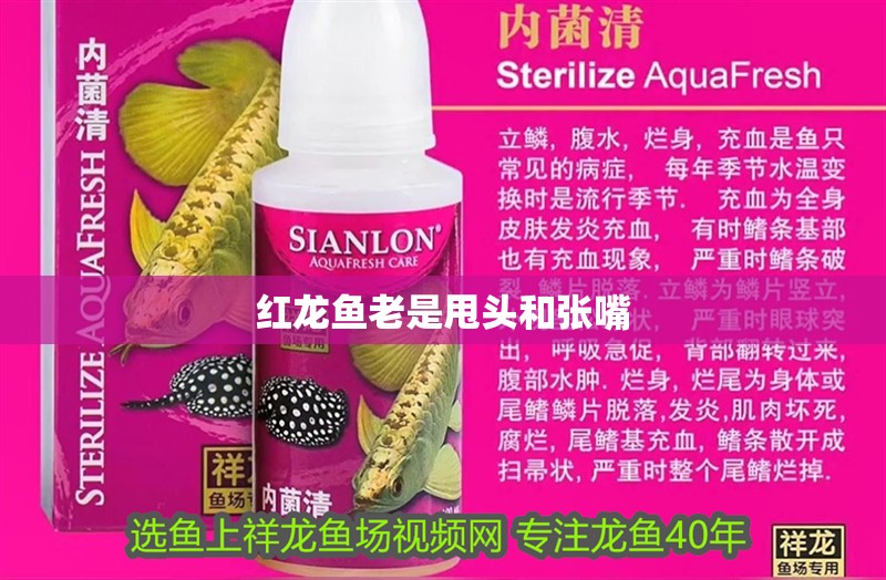 紅龍魚老是甩頭和張嘴 紅龍魚老是甩頭和張嘴 龍魚百科