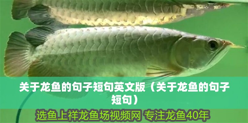 我的虎魚真菌感染了要怎么處理 關(guān)于龍魚的句子短句英文版(關(guān)于龍魚的句子短句) 龍魚百科 關(guān)于龍魚的句子短句英文版(關(guān)于龍魚的句子短句) 關(guān)于龍魚的句子短句英文版(關(guān)于龍魚的句子短句) 龍魚百科