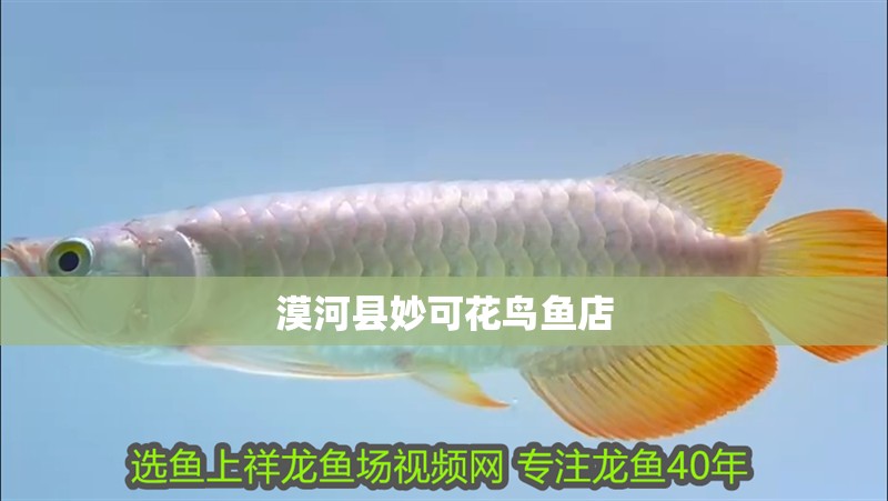 <strong><mark>漠河</mark></strong>縣妙可花鳥魚店