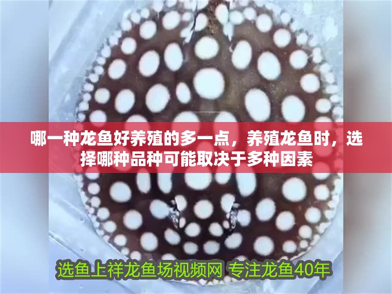 哪一種龍魚好養殖的多一點，養殖龍魚時，選擇哪種品種可能取決于多種因素