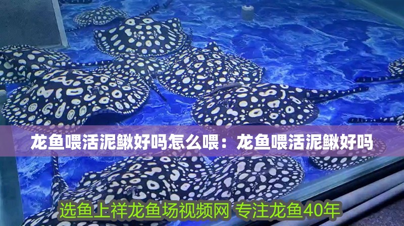 龍魚喂活泥鰍好嗎怎么喂：龍魚喂活泥鰍好嗎