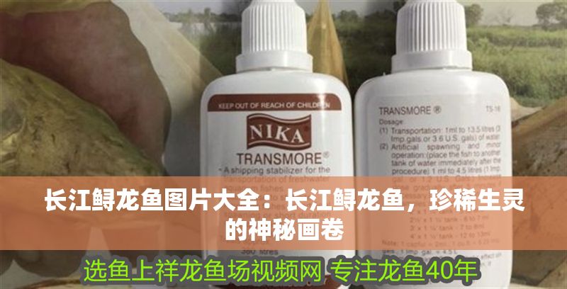 長(zhǎng)江鱘龍魚圖片大全：長(zhǎng)江鱘龍魚，珍稀生靈的神秘畫卷
