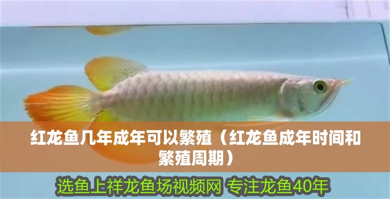 紅龍魚幾年成年可以繁殖（紅龍魚成年時間和繁殖周期）