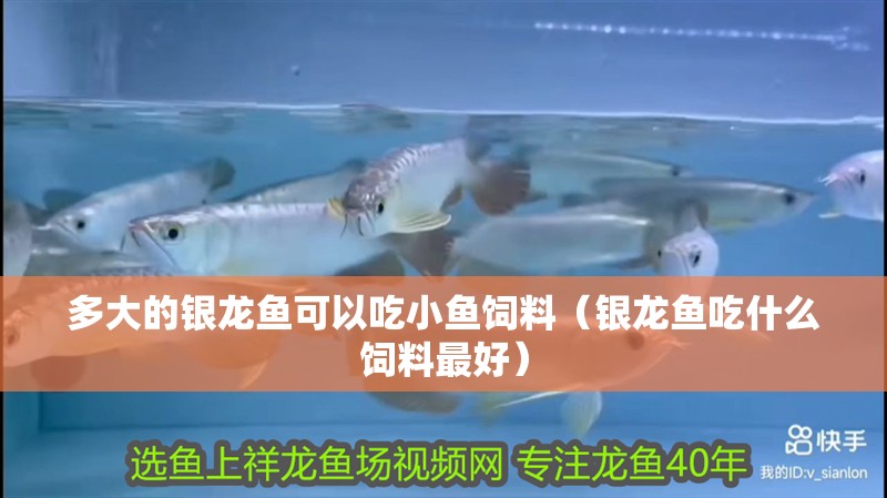 多大的銀龍魚可以吃小魚飼料（銀龍魚吃什么飼料最好）