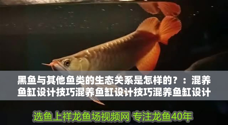 黑魚與其他魚類的生態關系是怎樣的？：混養魚缸設計技巧混養魚缸設計技巧混養魚缸設計技巧